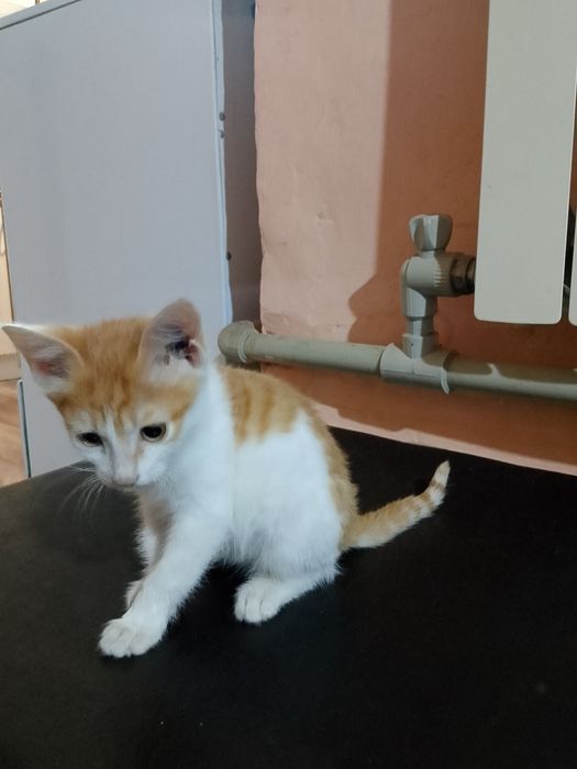 Котёнок мальчик отдам в хорошие руки