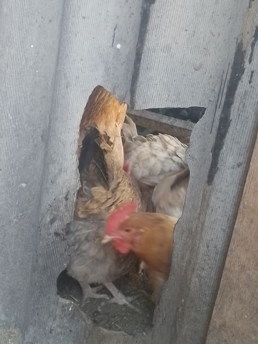 Продам курицу породы кучинские