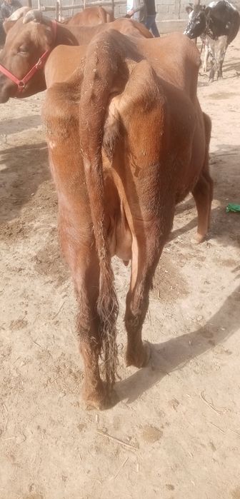 Жондор калсо олдида