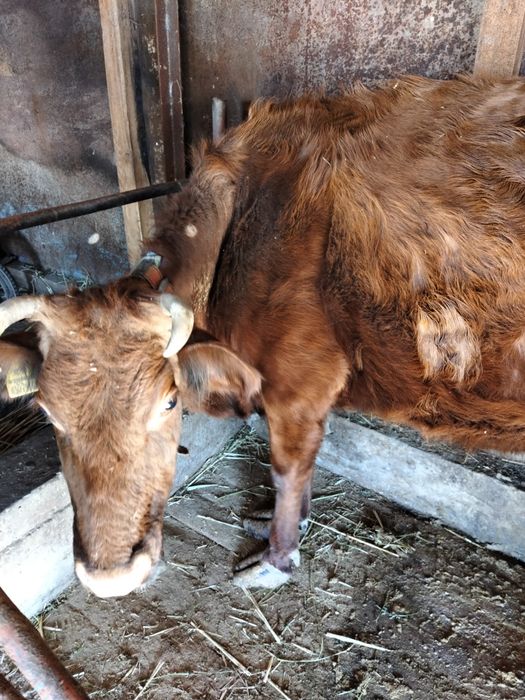 Сиыр сатылады...