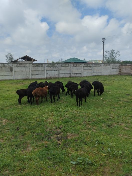 Qozi qoshqorlar 18bosh