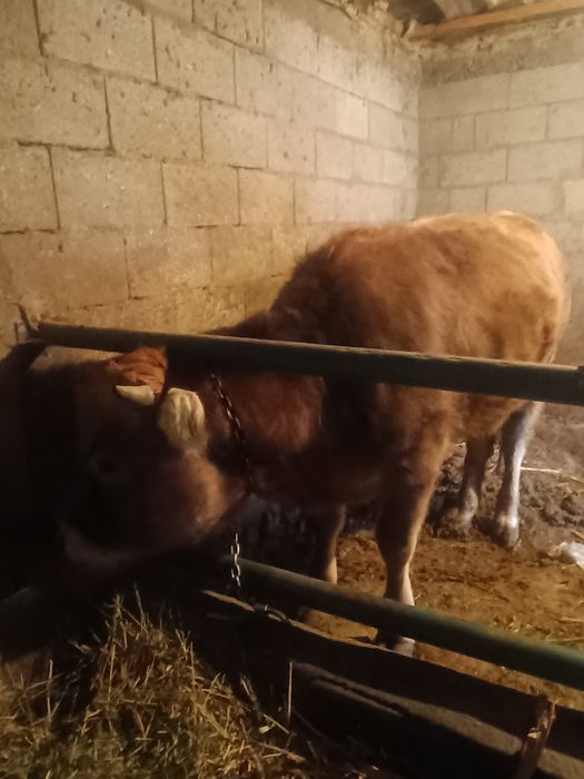 Продам телочку ,полуалатау