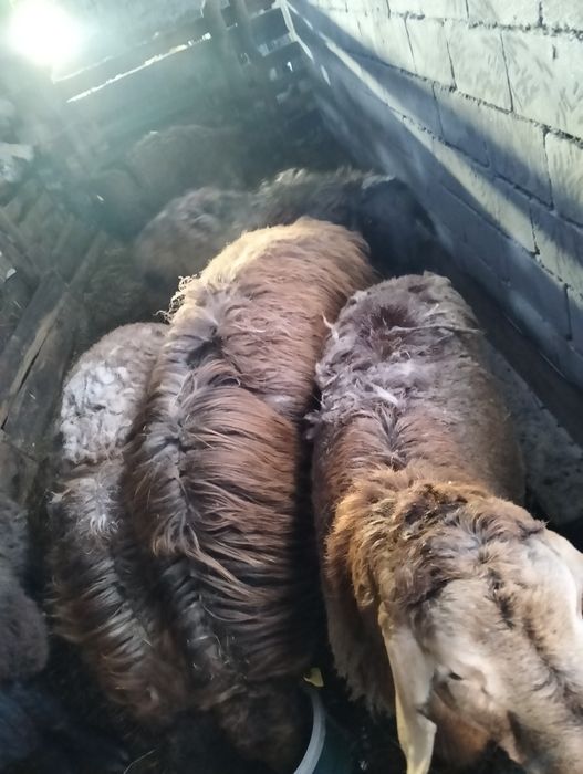 Продам Кошкары 150