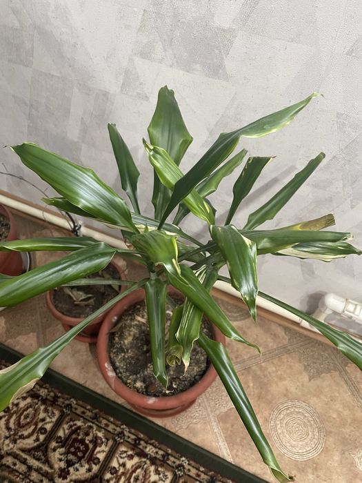 Продам комнатные растения