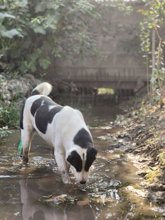Собаки соглом нархи 5 миллион сум.