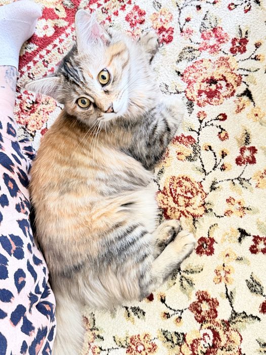 Сибирская кошечка