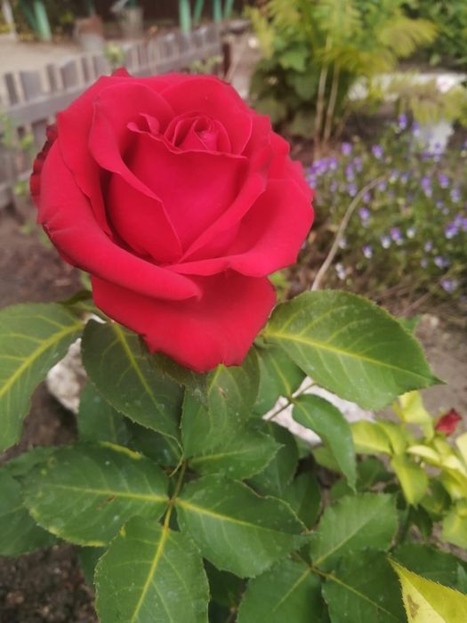 Продам дачу в садовом обществе Горизонт Горизонт