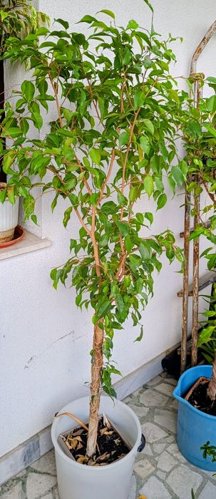 Фикус Бенджамин Microcarpa 150 см.