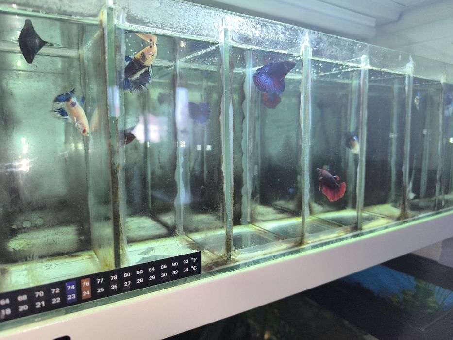 Рыбка Петушок Супер Дельта