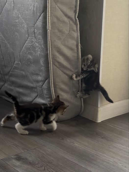 Американский короткошерстный котенок