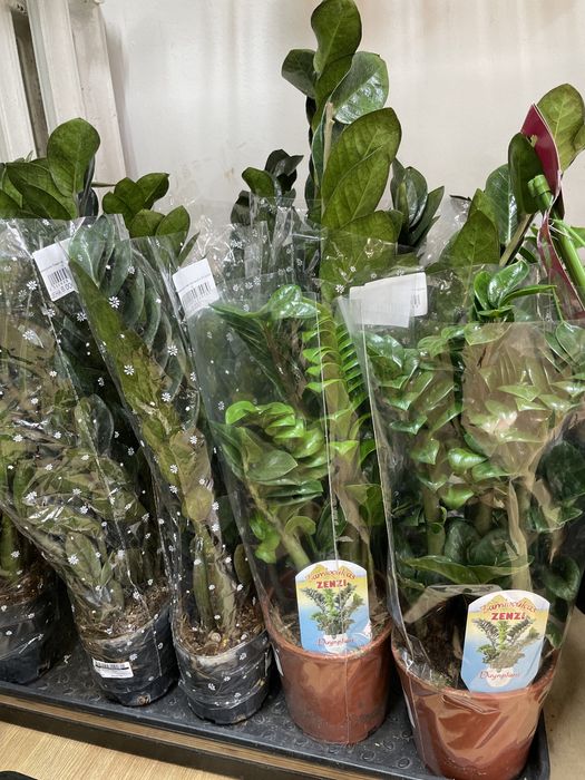 Долларовое дерево