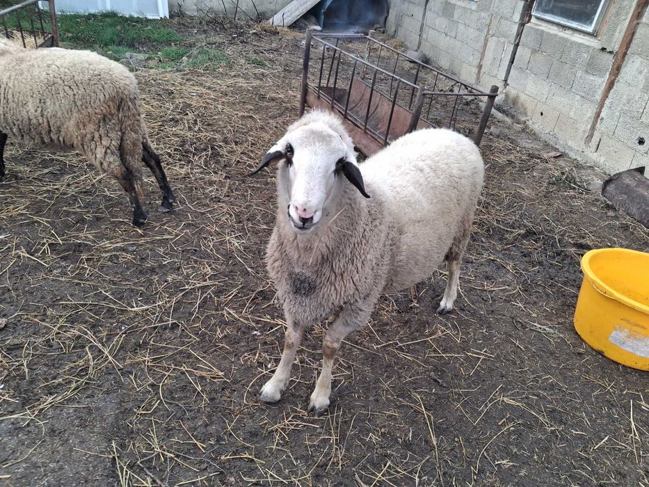 Продавам коч на първо мърливо