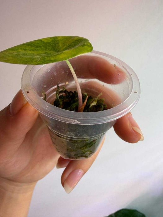 Алоказия Драгон пинк Ауреа