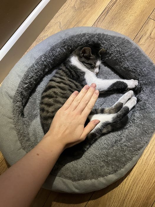Отдам котенка-девочку бесплатно