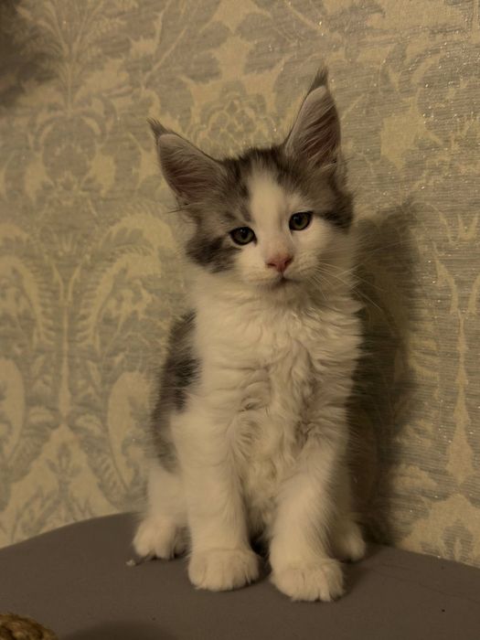 Котята мейн-куны