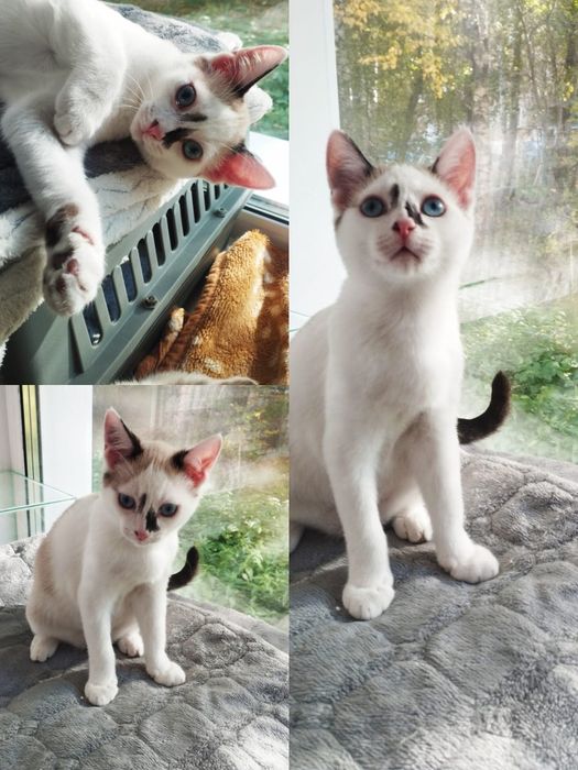 Отдам котенка в хорошие руки
