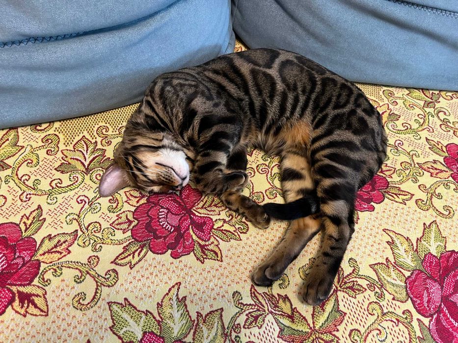 Продам бенгальского кота (окрас N24)