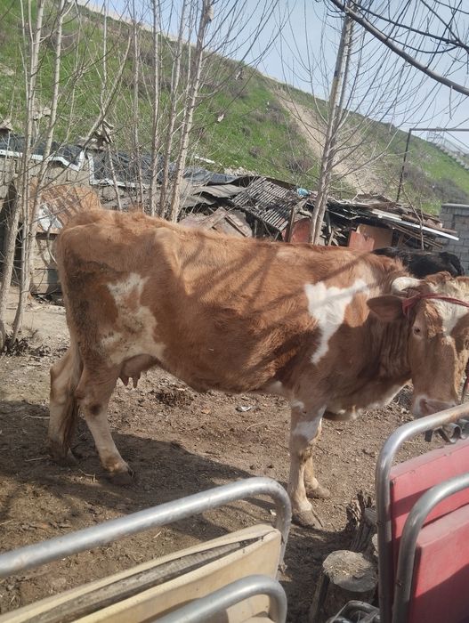 Ona bola sigir sotiladi