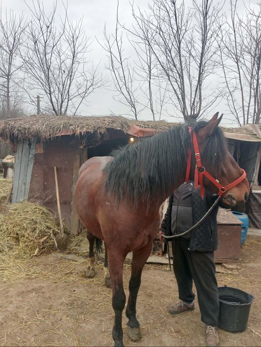 De vanzare cal de 3 ani