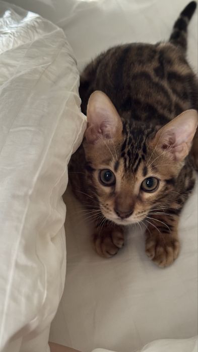 Бенгальский котенок