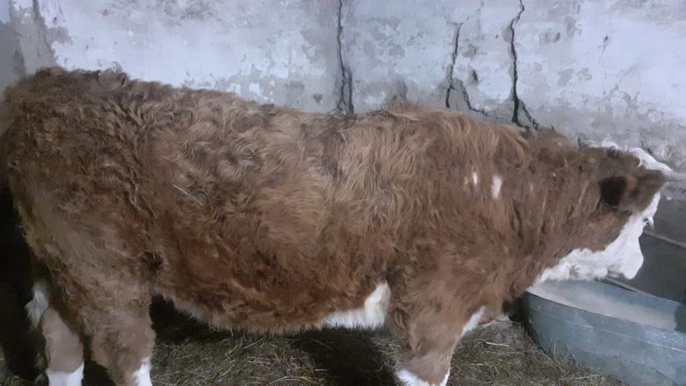 Бордақы тайынша сатылады