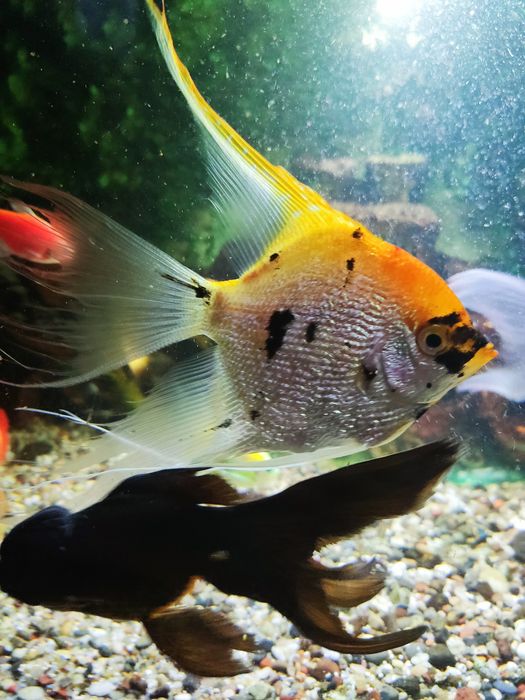 СРОЧНО Продам аквариум 200 литров.Торг есть.