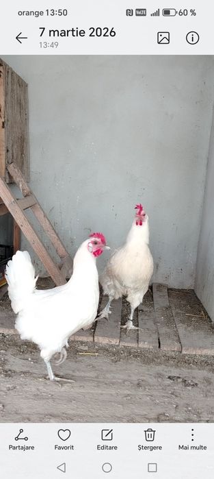 Ouă incubat La Bress