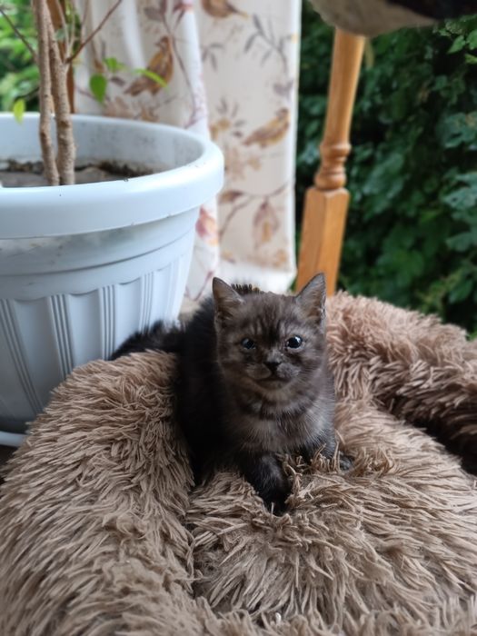 Бесплатно котенок