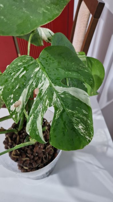 Монстера альба черенки с корнями