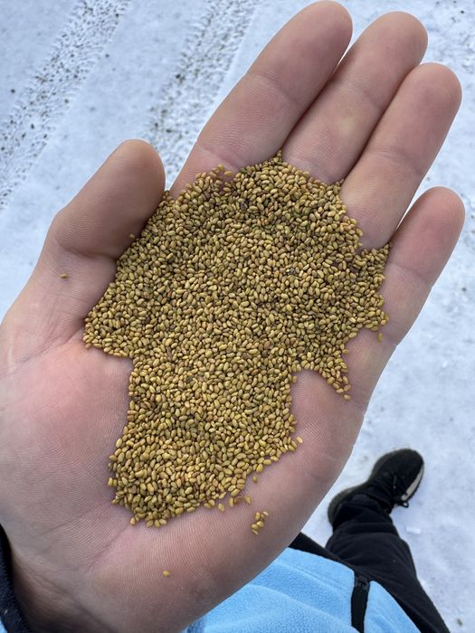 Seminte de lucerna si trifoi