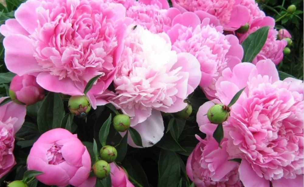 Нарцысс , клематис, розы,гибискус, ирис, ромашка,