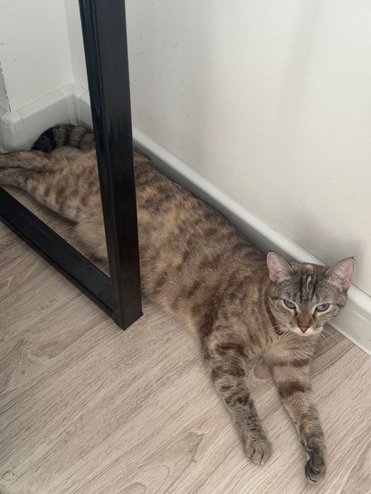 Отдам кошку в хорошию руки