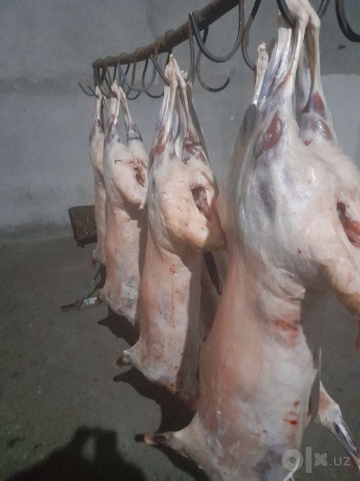 Buxoro hidsiz go'shdor qo'chqorlari