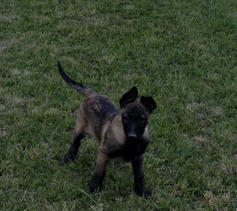 Ciobănesc Belgian Malinois