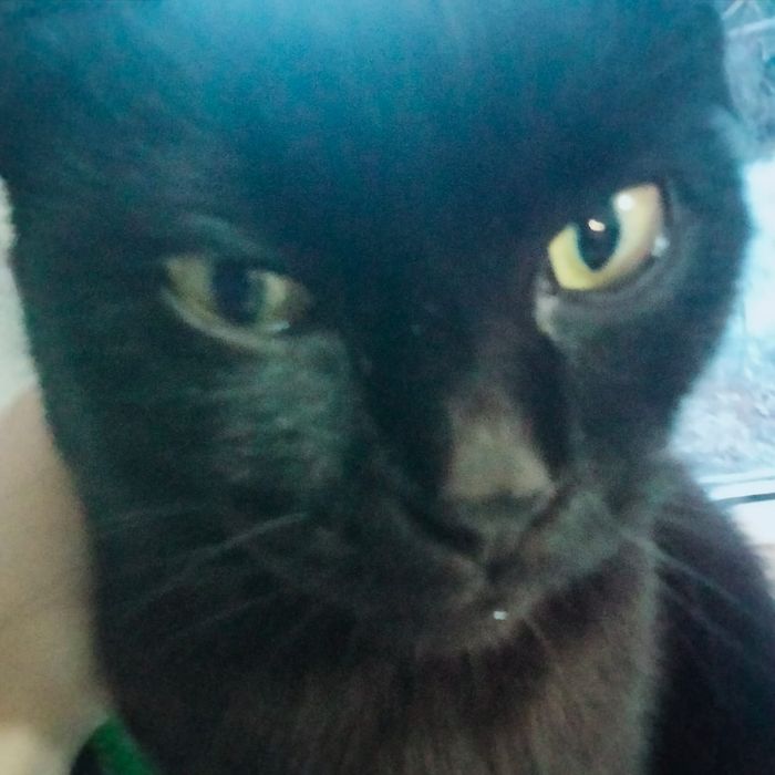 Пропал шотландский кот!