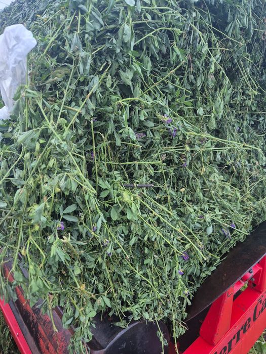 Baloti infoliati de lucerna