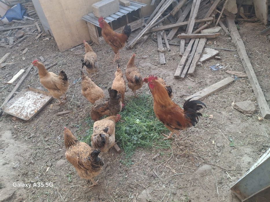 Кучин юбилейный сатылады