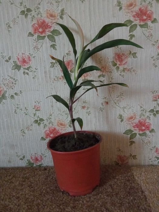 Цветы комнатные продам