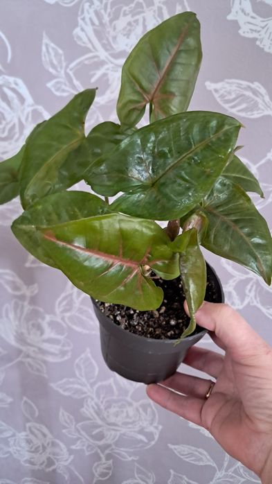 Комнатные цветы неприхотливые