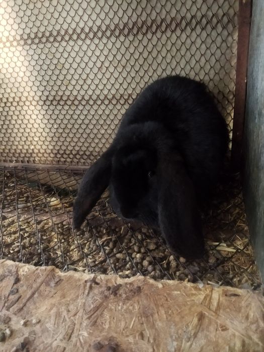 Еркек қоян бьаран