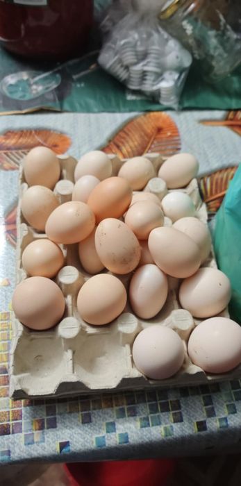 Oua de găini pitice