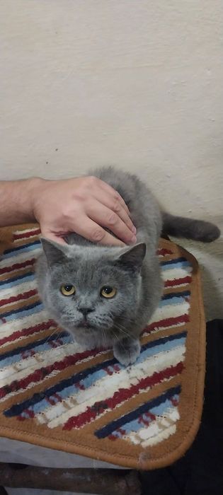 Zattor mushug кошка