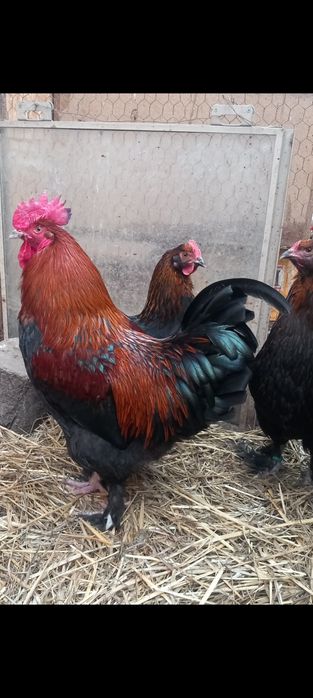 Ouă de incubat și pui de 1 zi