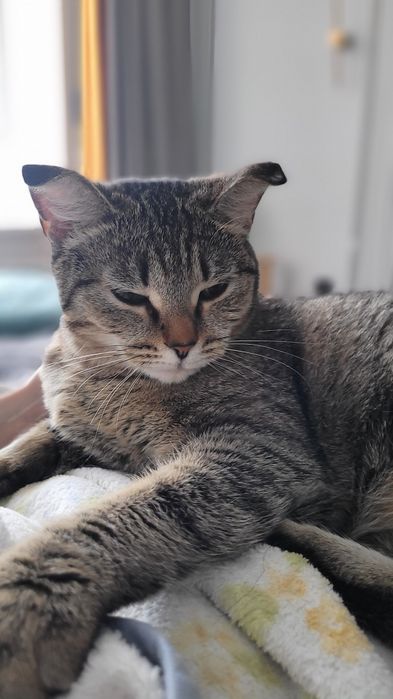 Отдаём кошечку в добрые руки