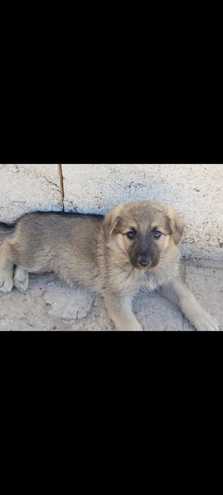 Продам сабаку девочка