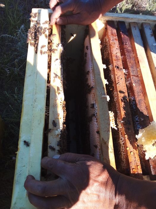 Мед степной свежий