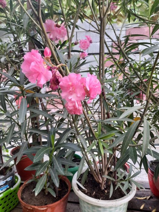 Комнатные растения