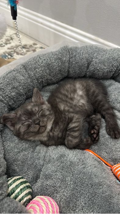 Отдам кошечку бесплатно