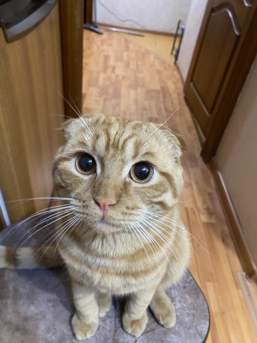 Ищем кошку для вязки