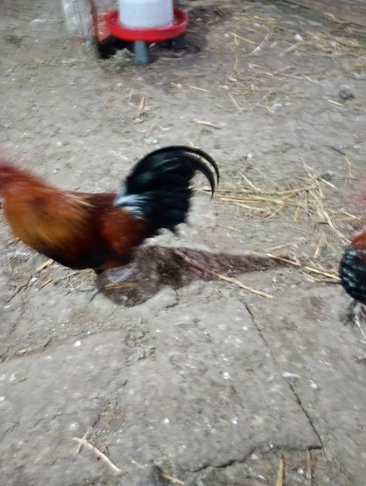 Cocoșei pitici 5 buc